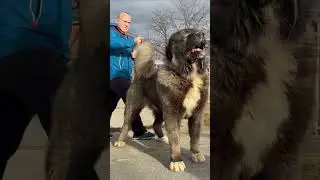 Tremendous dog #dog #pets #bigdogs #animals #caucasianshepherd #jozodogs