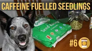 Our ultimate guide to growing plants with caffeine - Coffee Cup Science #6