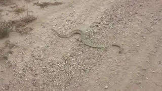 2013 10 25 SFTRR Snake 5