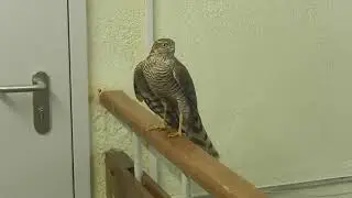 Hawk in the hall of our 3D printing studio in Moscow 3d-ZAKAZ.RU