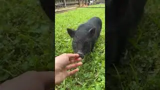 Chucky Flashback #animals #funnyanimals #cuteanimals #CutePets #AdorablePets #cute #babyanimals #pig