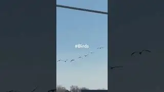 #birds #joy #nature #denver #colorado