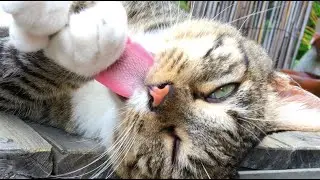 So Cute! Adorable Cat Close Up