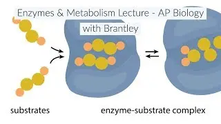 Enzymes & Metabolism Lecture (Ch. 6) - AP Biology with Brantley