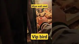 all brand bird chick #zoo lover