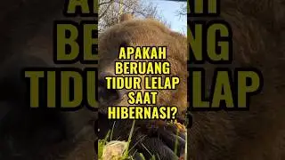 Apakah Beruang Tidur Lelap saat Hibernasi?