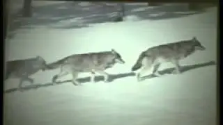 Coevolution of Predator Prey Relationships in Mammals: Do Legs Support the Notion of the Arms Race?