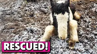 These Ponies Were Days From Death When We Found Them