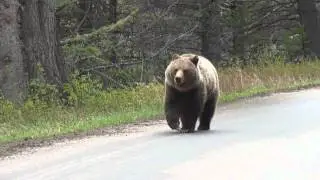 Grizzly Bear walking down the road