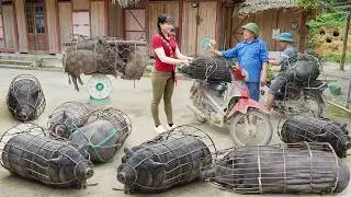 Buy Many Ducks And Pigs From Farmer Use 3-Wheeled Truck Goes To Market Sell - Farm Life