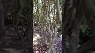 A rhododendron grove
