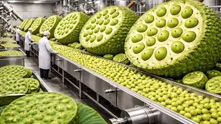 Inside Modern lotus fruit Factory From Fresh to Delicious lotus fruit Products (Full Process)