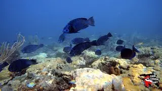 Scuba Diving Vista Park Reef in Fort Lauderdale, Florida