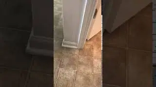 Terrier mix with Rover Rescue