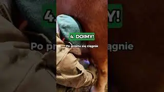 JAK WYDOIĆ KROWĘ? [TUTORIAL] ​⁠@ZaklinaczBykow