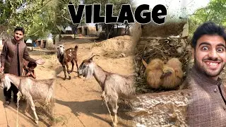 Village Main Itny Sary Animals Ka Visit Kia🥰Both Maza Aya❤️