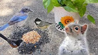 Birds And Squirrels with Relaxing Music