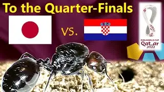 World Cup 2022 Predictions ⚽ Japan vs Croatia 🐜 Guessing Queen Ant - Round of 16