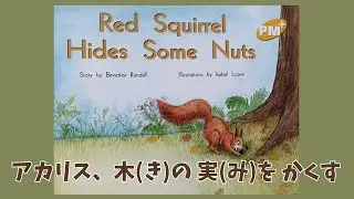 【Red Squirrel Hides Some Nuts】アカリス、木(き)の 実(み)を かくす　English Book for Kids. 子供向け英語の本