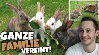 Rheinische Schecke FAMILIE zusammen im Freigehege! + VATER 😱🤍 | Schustrich S 2.0 ⭐