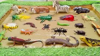 Jungle Animals' Dirty Little Insects and Lizards Adventures in the Muddy Sandbox