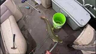Bowfishing alligator gar falcon lake