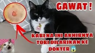 Cara Penanganan  Abses Bernanah Pada Kucing || Majikan Bulu Bisulan langsung Ke Dokter