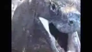 Komodo Dragon Vomit