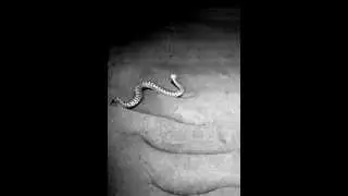 Sidewinder robots slither like snakes (video 5)