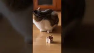My Cat Judged This and Walked Away 😂🐱