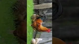 worlds most expensive chicken #chicken #animals #rabbit #veterinary #indonesia #DVM #poultry #study
