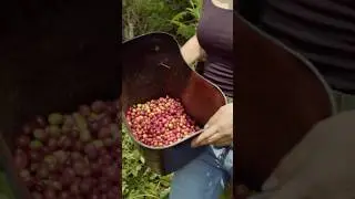 AS&Iacute; SE HACE EL CAF&Eacute; EN COLOMBIA #coffee #isaenruta