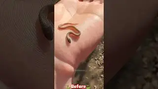 Amazing Animal Growth Journeys!😱 #beforeandafter #animaltransformation #animals