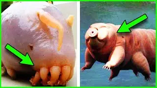10 SURREAL THINGS YOU HAVE NEVER HEARD OR SEEN