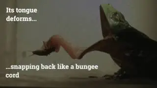 Amazing Slo-Mo Video Shows How Frogs Eat