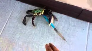 Thug Crab