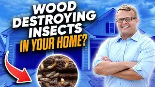 Wood Destroying Insects In Your Home?