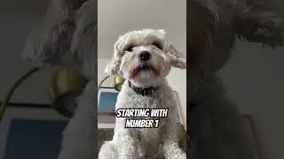 I can do that!❤️😂 #dog #cute #funny #cavachon #shorts