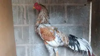 Cocheira do Magno Rangel, Retornamos para ver como estão as coisas .