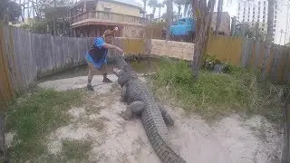 Thanksgiving in Florida...With Alligators