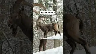 Animals we sadly lost recently 😣