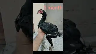 Mushka aseel transformation chick to adult# Pk_Aseel_Farm #aseel#mushka
