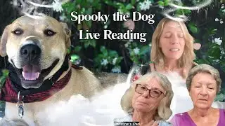 🪽🐾🔮 SPOOKY THE DOG LIVE PSYCHIC READING 🔮🐾🪽
