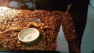 K&ouml;nigpython (Banana) Zeus bei der F&uuml;tterung..