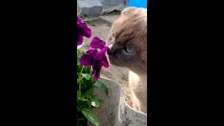 Мой Котик Макс #cat #моякошка #cute #моякошка #красиваякошка #animals