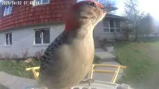 Daily Birdwatching - Netvue Birdfy Birdfeeder Cam - April 2, 2025