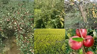 মিস ইন্ডিয়া ভারত সুন্দরী মাদার পেলান Mobile 7810826541