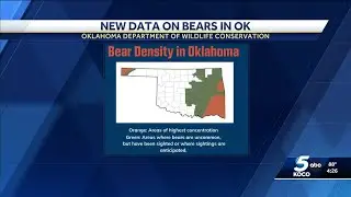 Mountain lions, tigers and bears: How close is Oklahoma&rsquo;s black bear population to you?