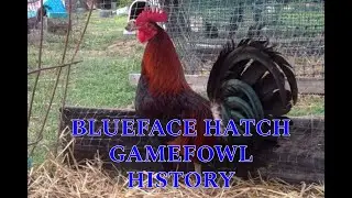 BLUE FACE HATCH HISTORY