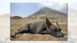 Hairless Khala Dog breed